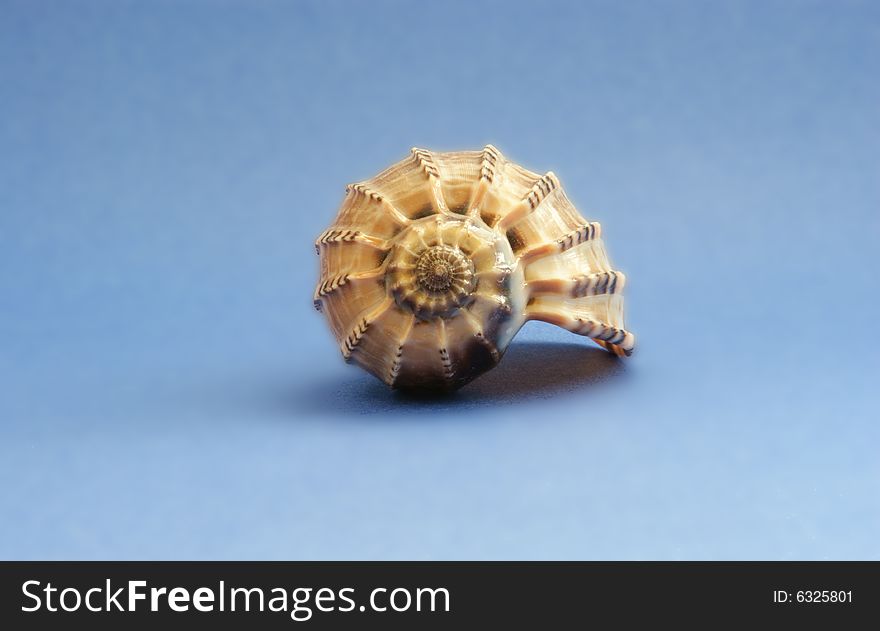 A brown sea shell on a blue backgound. A brown sea shell on a blue backgound