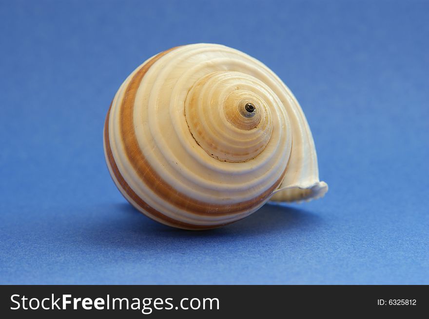 A brown Sea shell on a blue background. A brown Sea shell on a blue background