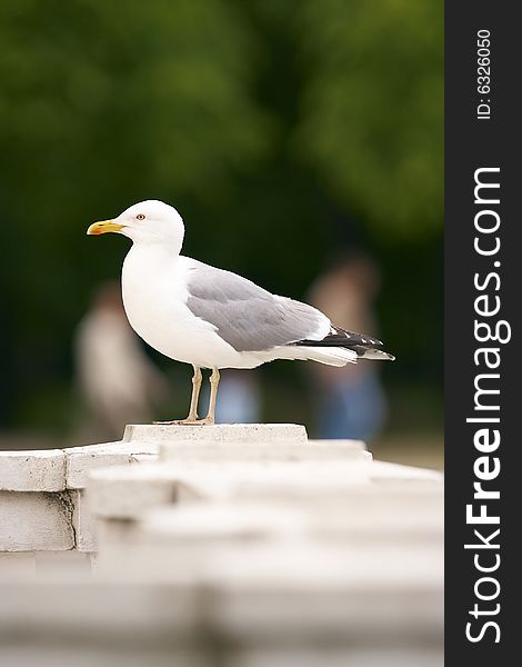 Herring gull (Larus argentatus) standing on blocks