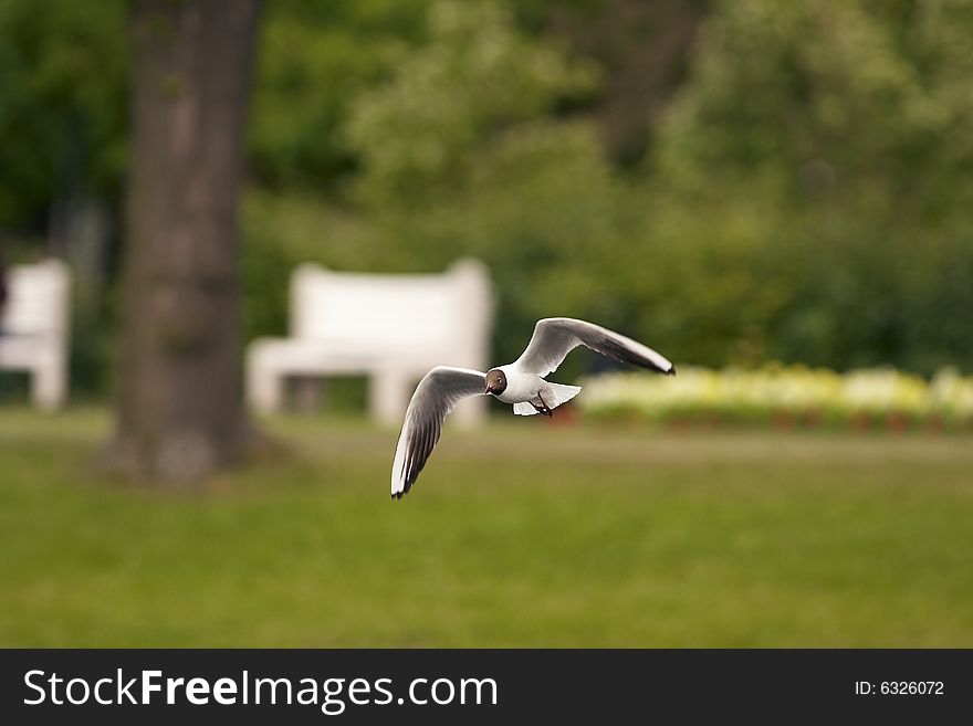 Herring gull (Larus argentatus) standing on blocks. Herring gull (Larus argentatus) standing on blocks