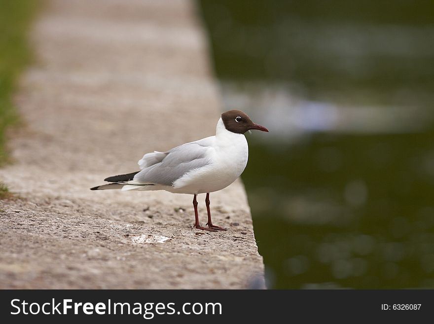 Herring gull (Larus argentatus) standing on blocks. Herring gull (Larus argentatus) standing on blocks