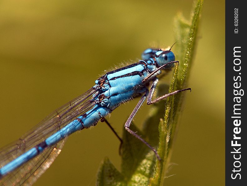 -a dragonfly and a leaf