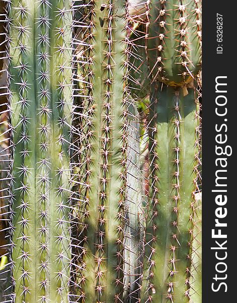 Background from cactus in a wild nature