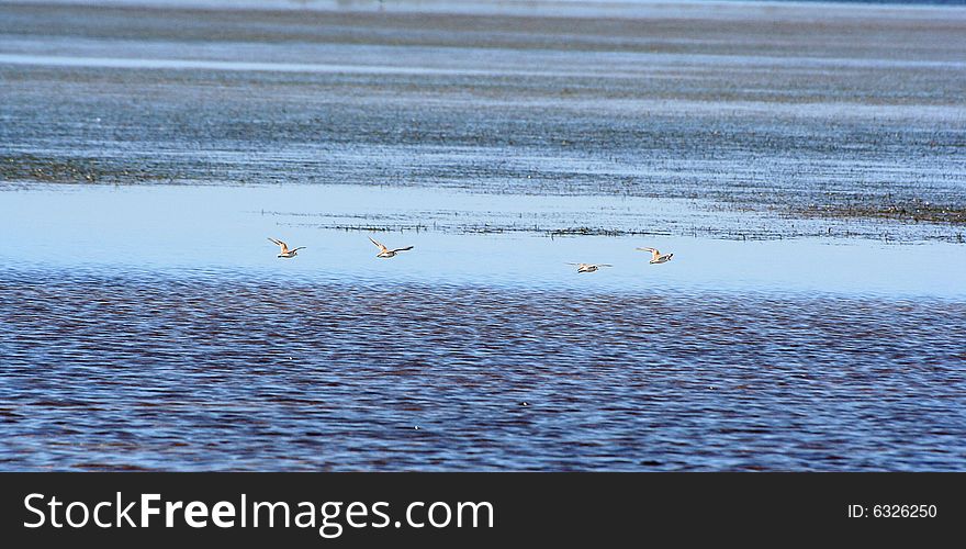 Flying bird on mediterranean sea. Flying bird on mediterranean sea