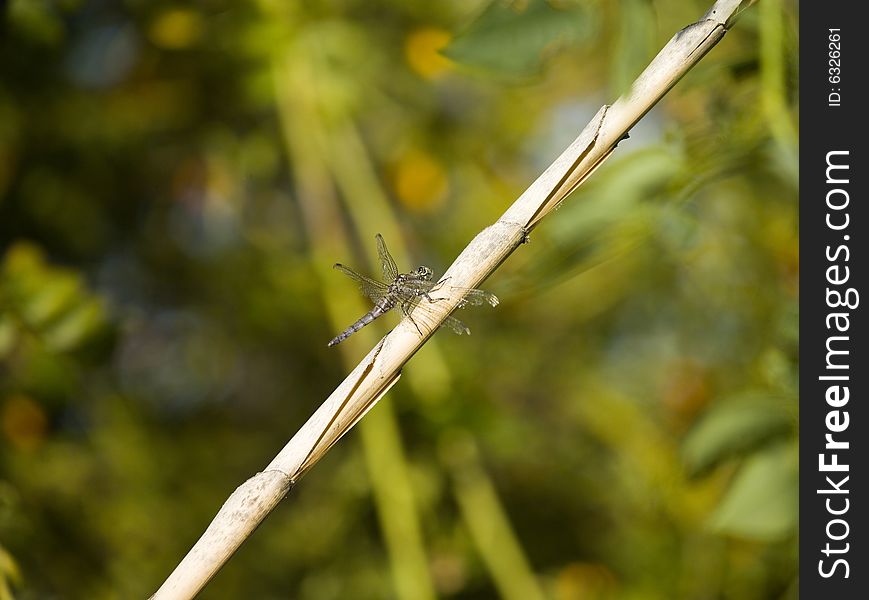 Dragonfly sitting on a diagonal reed