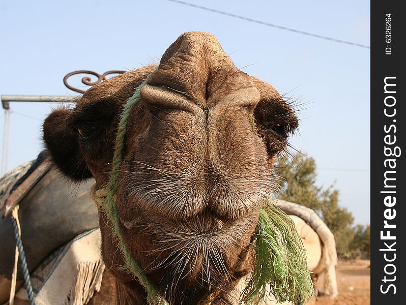 Funny camel face in Africa. Funny camel face in Africa