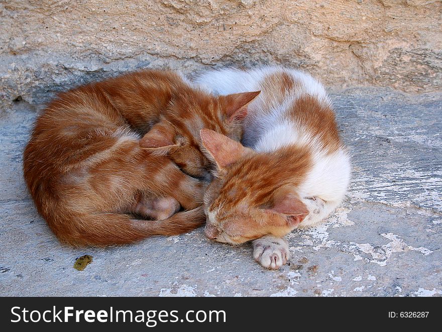 A relaxing cat under Tunisian's sun. A relaxing cat under Tunisian's sun