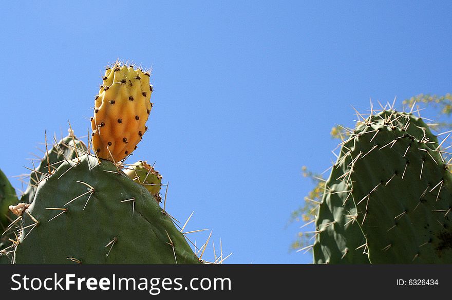 An color Opuntia ficus-indica (fico d'india) in Tunisia