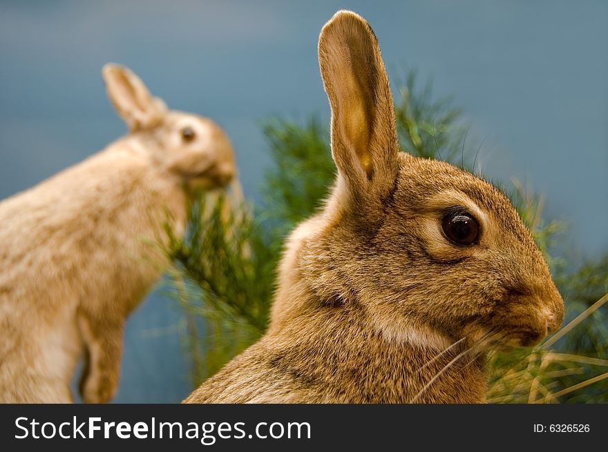 Two hares and grass on a  blue background. Two hares and grass on a  blue background