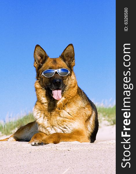 German shepherd laying in sun glasses on the sand. German shepherd laying in sun glasses on the sand