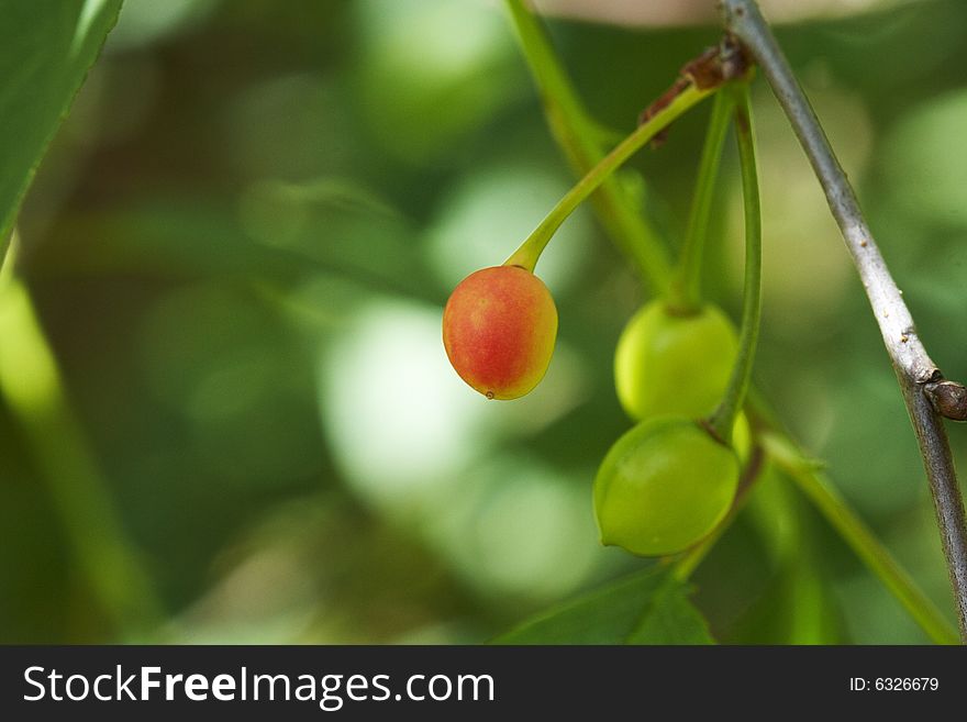 Young red cherry in cherrybush. Young red cherry in cherrybush