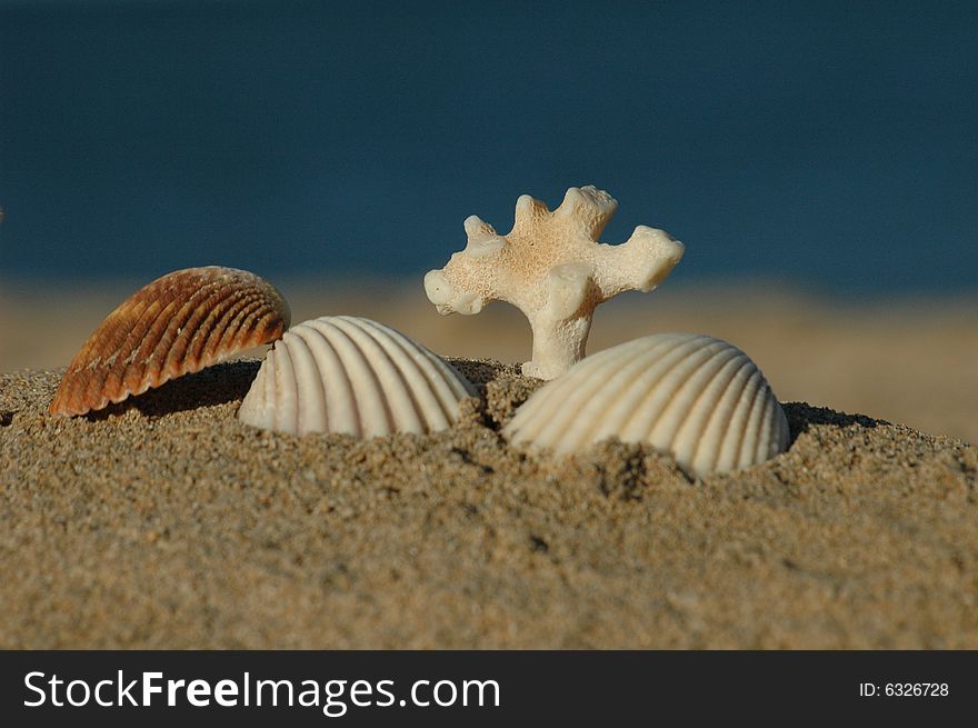 Different sea shells with the ocean as background. Different sea shells with the ocean as background