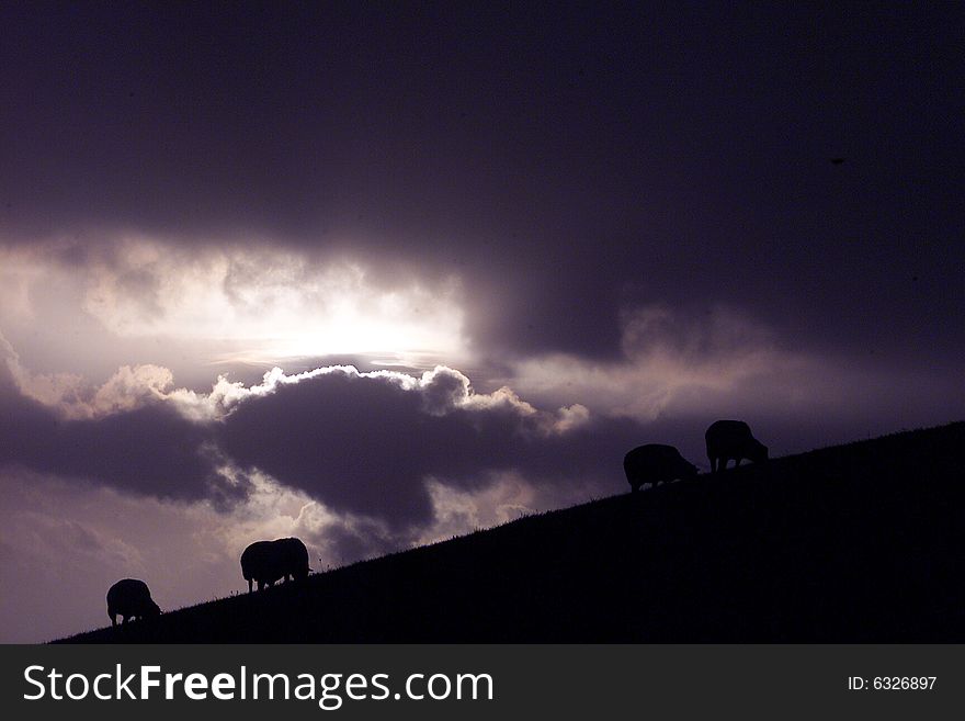 Sheeps on a hill in front of dark clouds