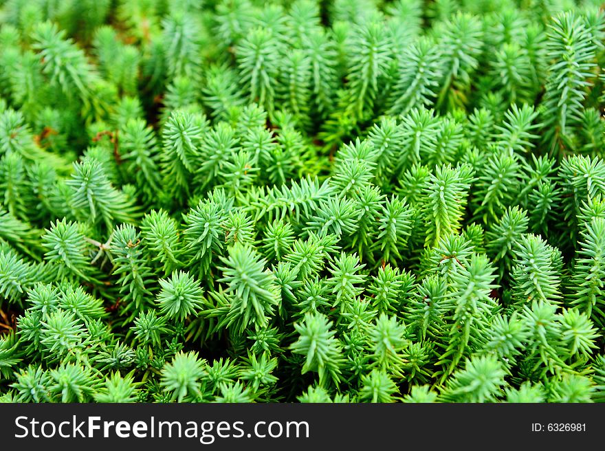 Image of green decorative grass