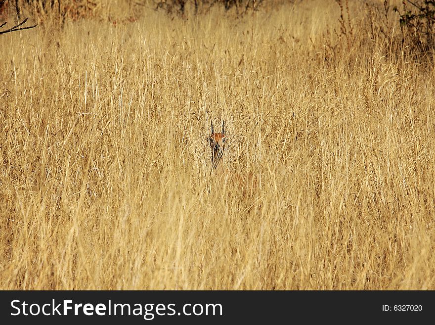 Steenbok in Etosha National Park - Namibia