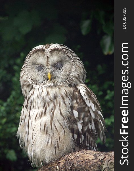 The Ural Owl Sitting on a perch.