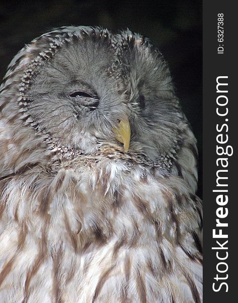 A Portrait of the Ural Owl. A Portrait of the Ural Owl.