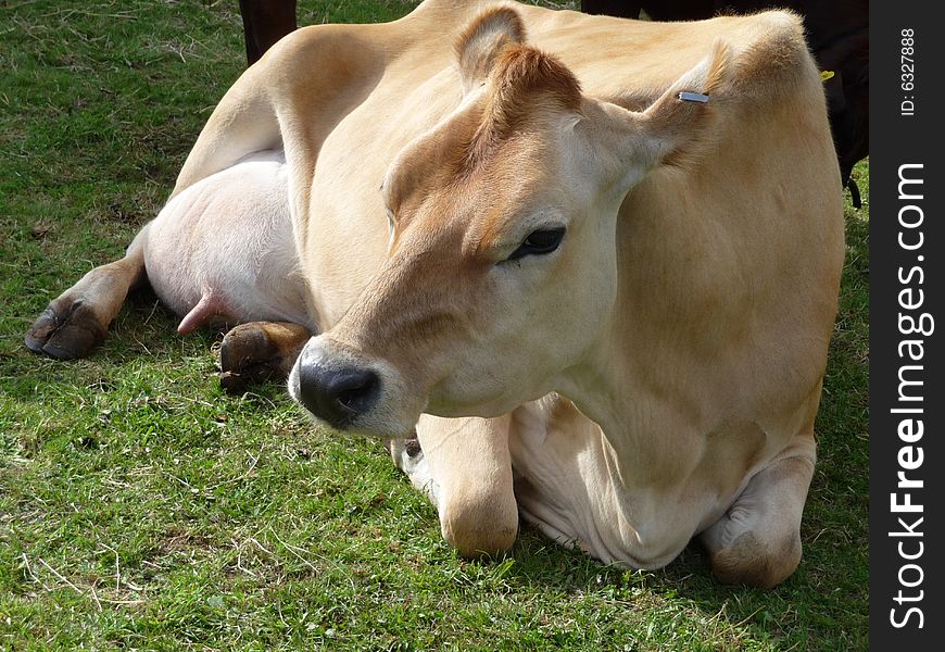 Cow Resting On Grass 12