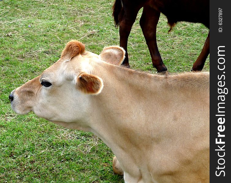 Cow Resting On Grass 14