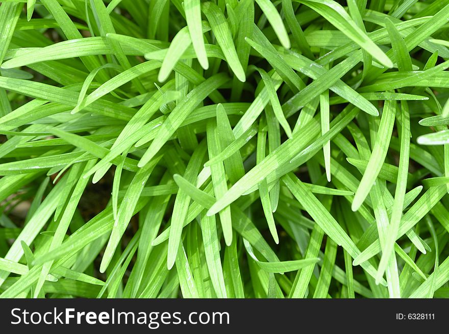 The green grass leaves backgrounds. The green grass leaves backgrounds