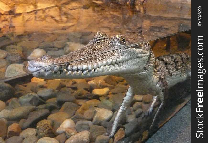 A freshwater Crocodile in a simulated habitat inside the Reptile and Amphibian House at the Koala Park and Zoo just off the coast highway near Wauchope, New South Wales. These creatures have magnificent markings and are found in fresh water rivers, mostly up in the Northern Territory of Australia. They are not dangerous to humans like their saltwater cousins. A freshwater Crocodile in a simulated habitat inside the Reptile and Amphibian House at the Koala Park and Zoo just off the coast highway near Wauchope, New South Wales. These creatures have magnificent markings and are found in fresh water rivers, mostly up in the Northern Territory of Australia. They are not dangerous to humans like their saltwater cousins.