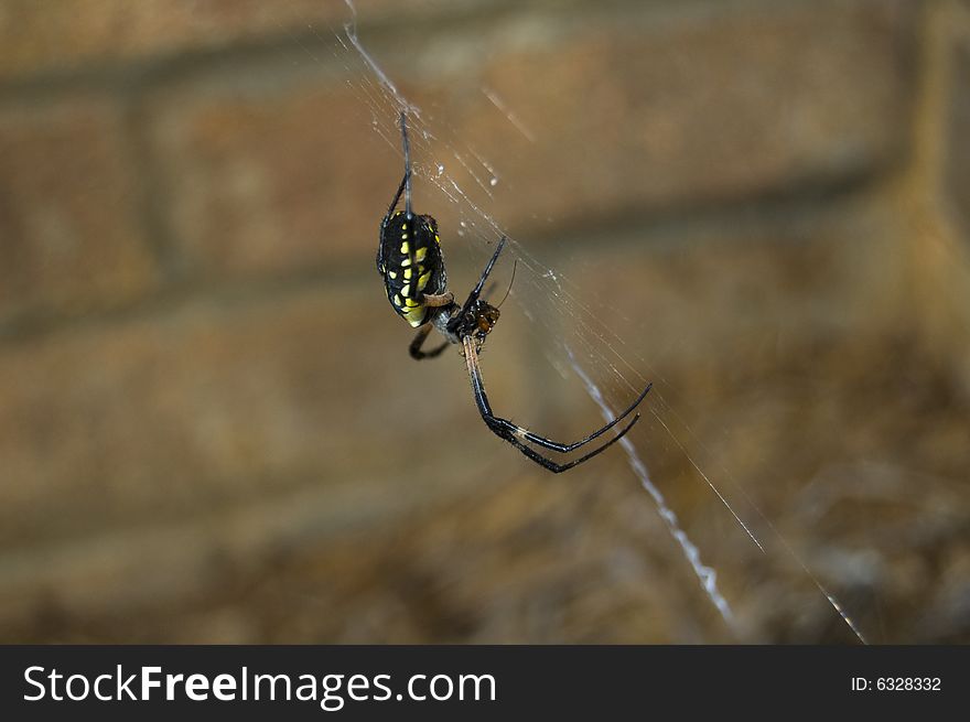 Image of a writing spider eating an insect. Image of a writing spider eating an insect.