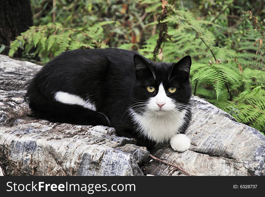 Cat on the rock, stare