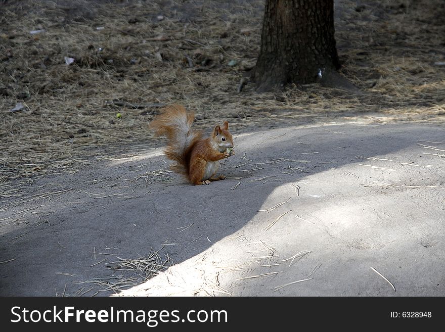 Small squirrel sitting on the ground