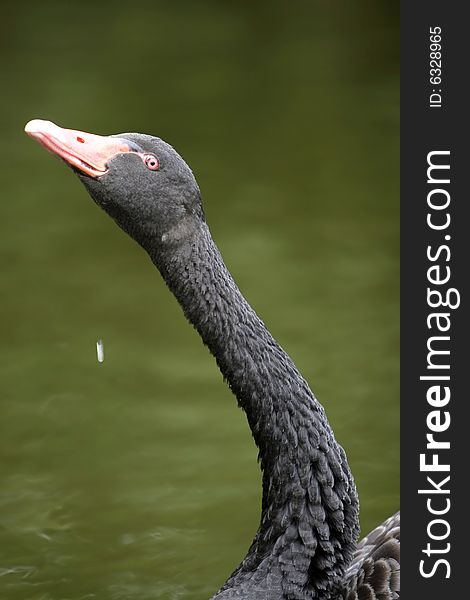 The black swan in the zoo of china