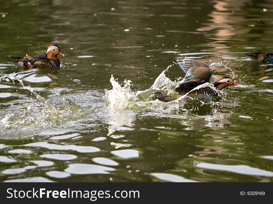 The mandarin duck in a park china