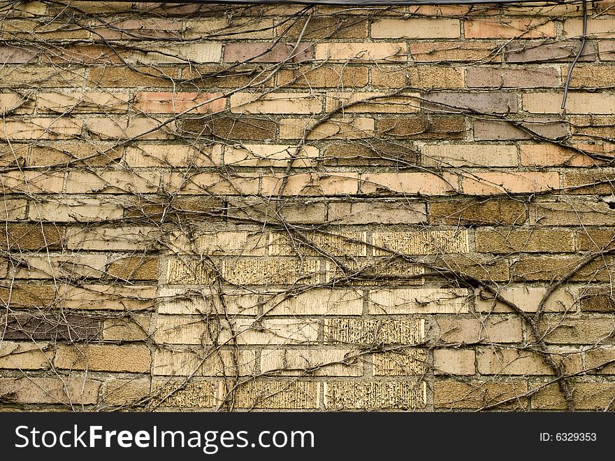 Multitude of vines on a brick structure. Multitude of vines on a brick structure