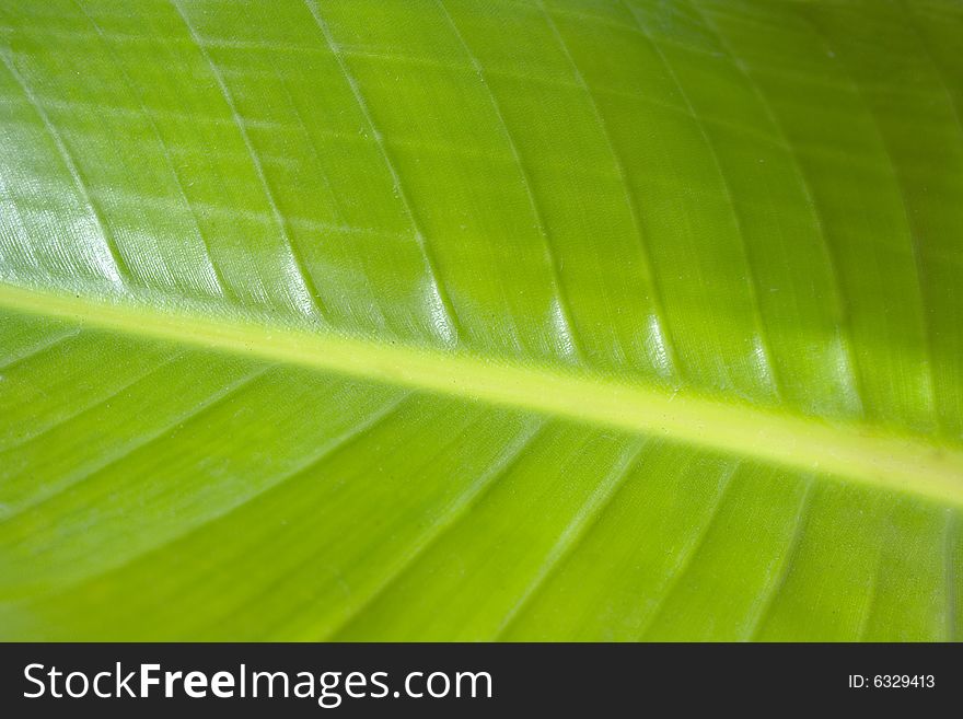 Large green and yellow banana leaf closeup background. Large green and yellow banana leaf closeup background