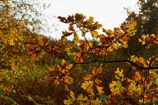 Red Yellow And Colorful Autumn Fall Colors In The Forest Royalty Free Stock Photography Red Yellow And Colorful Autumn Fall Colors In The Forest Royalty Free Stock Photography