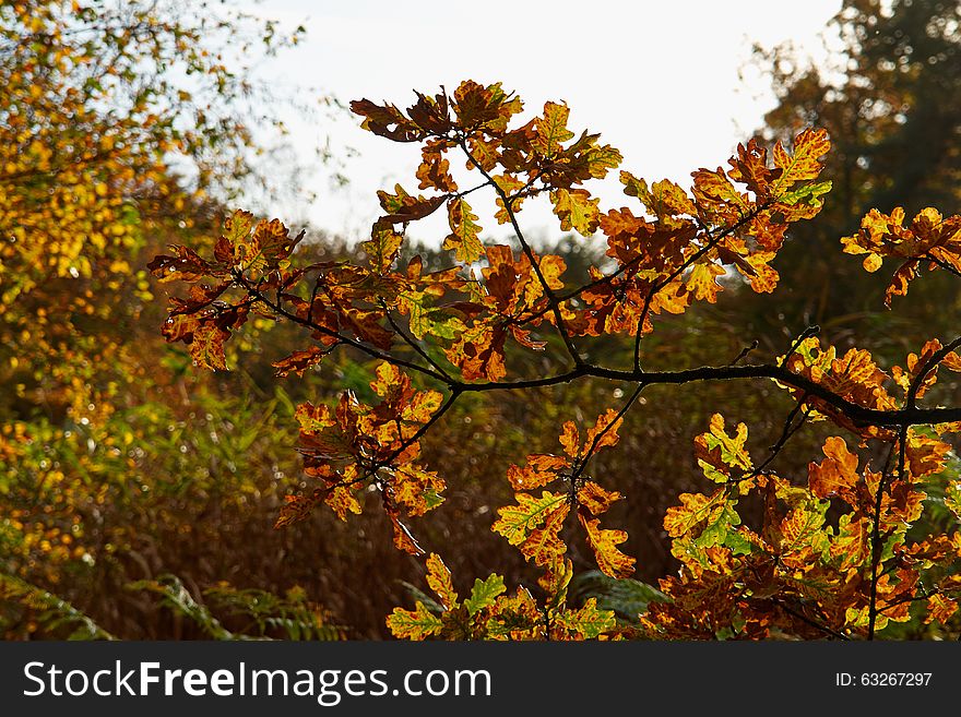 Red yellow and colorful autumn fall colors in the forest