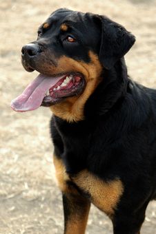 Intrepid Rottweiler,Head Up Royalty Free Stock Images Intrepid Rottweiler,Head Up Royalty Free Stock Images