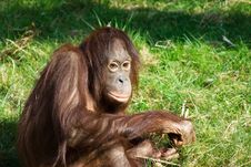 Cute Orangutan Stock Images