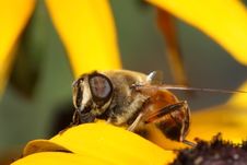 Hoverfly Stock Image