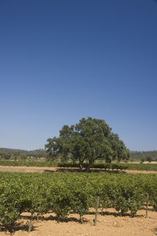 Vineyard Royalty Free Stock Images Vineyard Royalty Free Stock Images