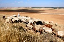 Flock Of Sheep Stock Photos Flock Of Sheep Stock Photos
