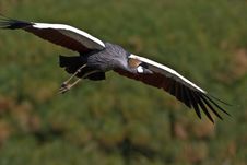 Grey Crowned Crane In Flight Stock Photos Grey Crowned Crane In Flight Stock Photos