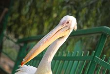 Pelican Stock Images Pelican Stock Images