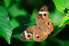 Common Buckeye Butterfly Stock Photo Common Buckeye Butterfly Stock Photo