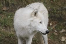 Timber Wolf Stock Image