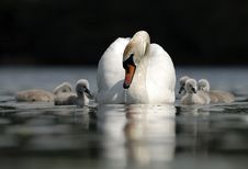 Swan Family Stock Photography