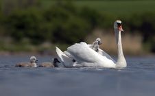 Swan Family Royalty Free Stock Image