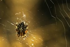 Spider On Web Stock Images Spider On Web Stock Images