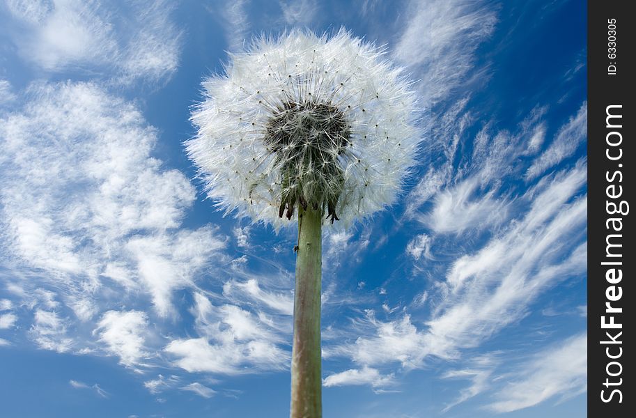 Dandelion flower full of seeds on the background of blue sky