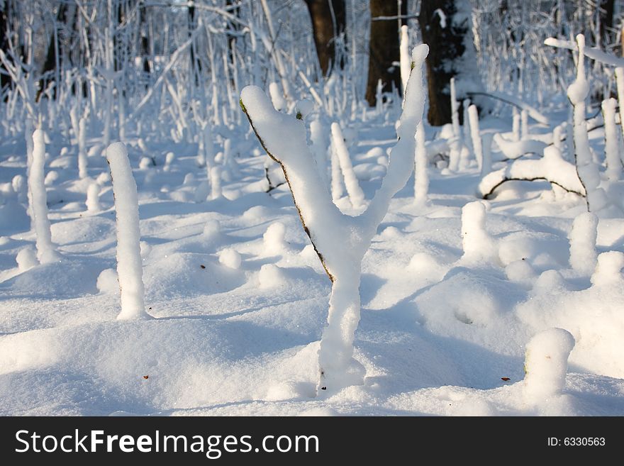 Winter forest covered by white snow. Winter forest covered by white snow