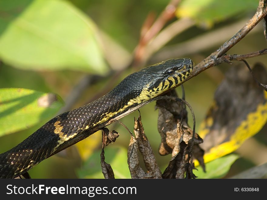The snake creeps on a tree branch. The snake creeps on a tree branch