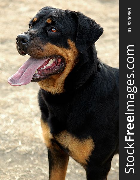 The Rottweiler body is strong, act fast fierce, the vigour is violent,It is have most in the world courageous with power of the dog categories.This dog was used for ever to watch herd of cattle.Them are the cleverness and strong to become contact with easiest of the dog grow. The Rottweiler body is strong, act fast fierce, the vigour is violent,It is have most in the world courageous with power of the dog categories.This dog was used for ever to watch herd of cattle.Them are the cleverness and strong to become contact with easiest of the dog grow.